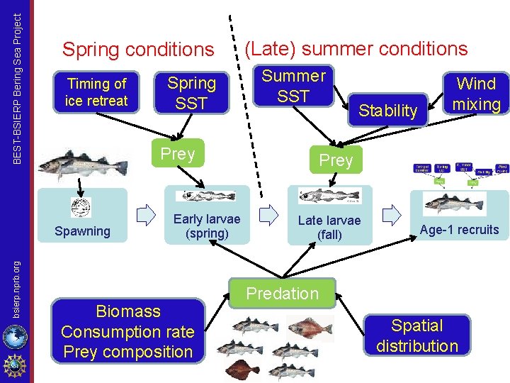 BEST-BSIERP Bering Sea Project Spring conditions Timing of ice retreat Prey Spawning bsierp. nprb.
