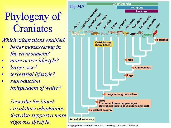 Fig 34. 7 Phylogeny of Craniates Which adaptations enabled: • better maneuvering in the