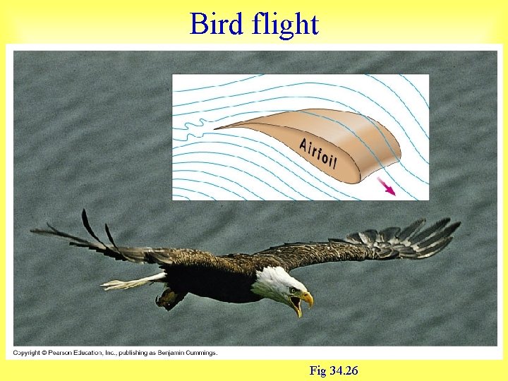Bird flight Fig 34. 26 