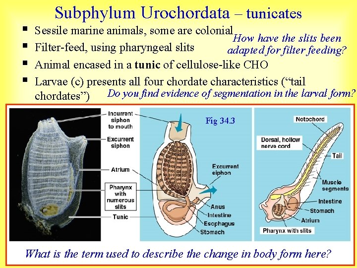 § § Subphylum Urochordata – tunicates Sessile marine animals, some are colonial How have