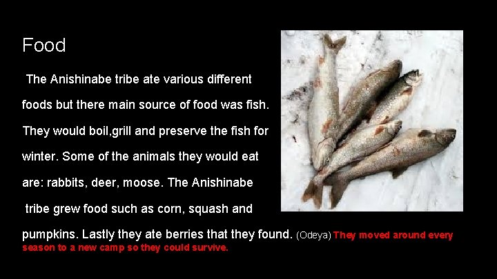 Food The Anishinabe tribe ate various different foods but there main source of food