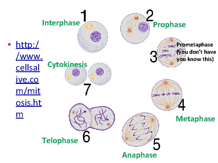 Interphase Prophase • http: / /www. cellsal Cytokinesis ive. co m/mit osis. ht m