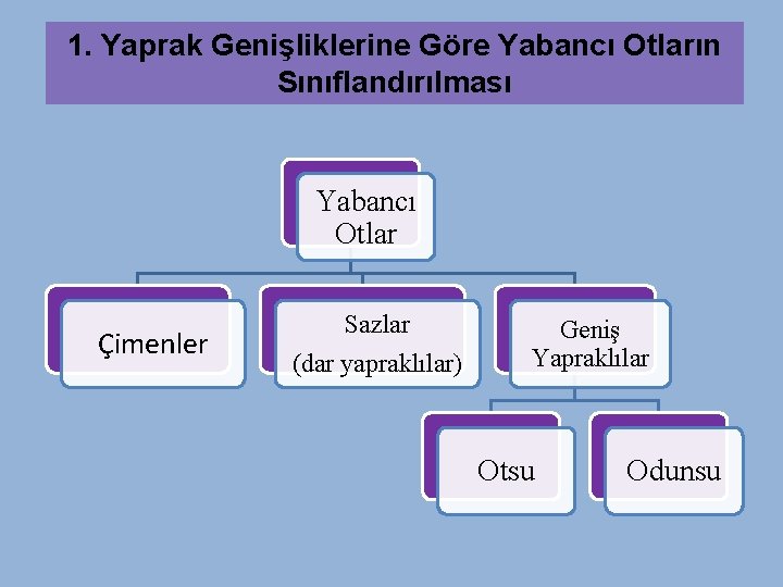 1. Yaprak Genişliklerine Göre Yabancı Otların Sınıflandırılması Yabancı Otlar Çimenler Sazlar (dar yapraklılar) Geniş