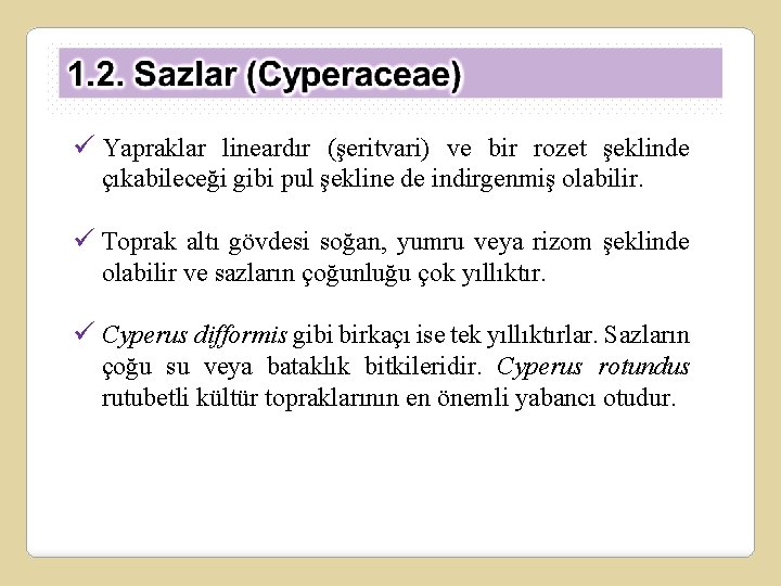 ü Yapraklar lineardır (şeritvari) ve bir rozet şeklinde çıkabileceği gibi pul şekline de indirgenmiş