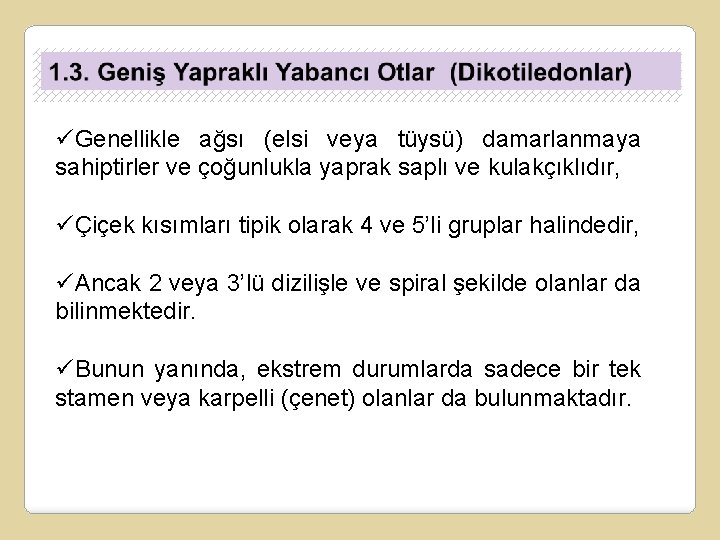 üGenellikle ağsı (elsi veya tüysü) damarlanmaya sahiptirler ve çoğunlukla yaprak saplı ve kulakçıklıdır, üÇiçek