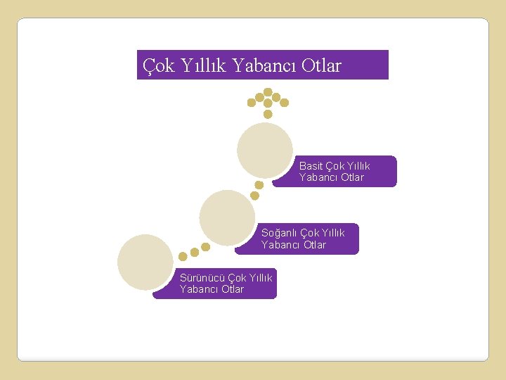 Çok Yıllık Yabancı Otlar Basit Çok Yıllık Yabancı Otlar Soğanlı Çok Yıllık Yabancı Otlar