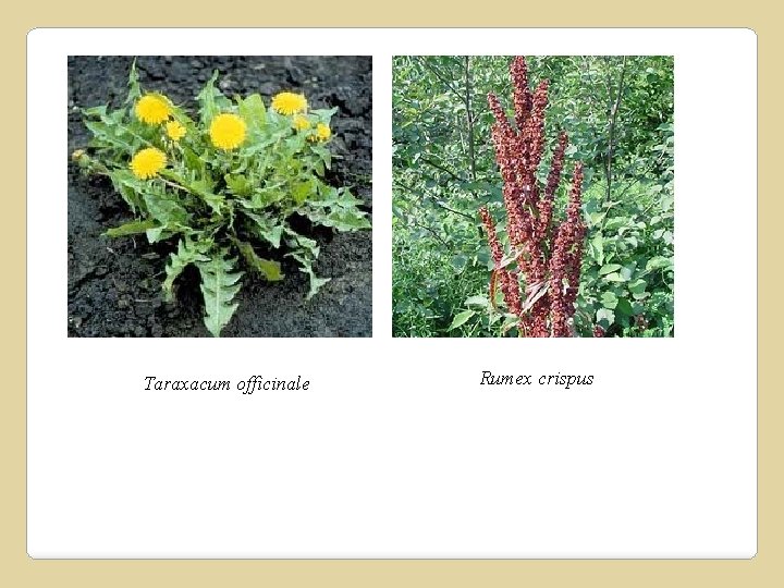 Taraxacum officinale Rumex crispus 