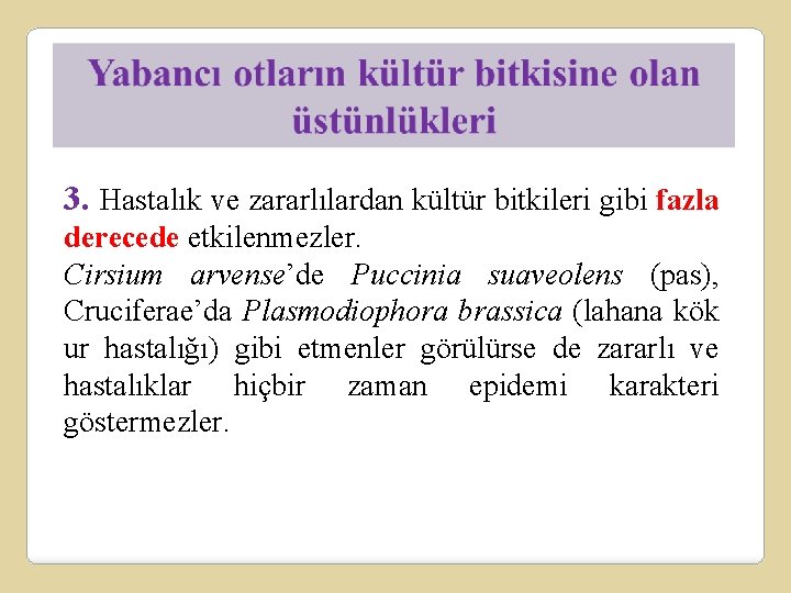 3. Hastalık ve zararlılardan kültür bitkileri gibi fazla derecede etkilenmezler. Cirsium arvense’de Puccinia suaveolens