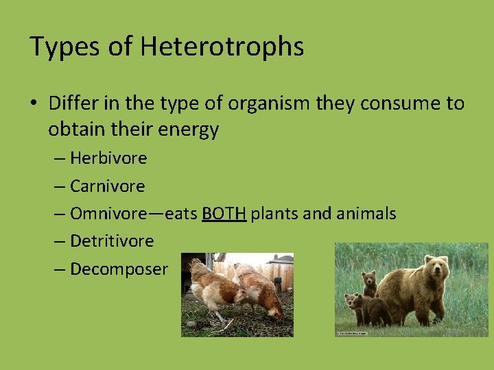 Types of Heterotrophs • Differ in the type of organism they consume to obtain