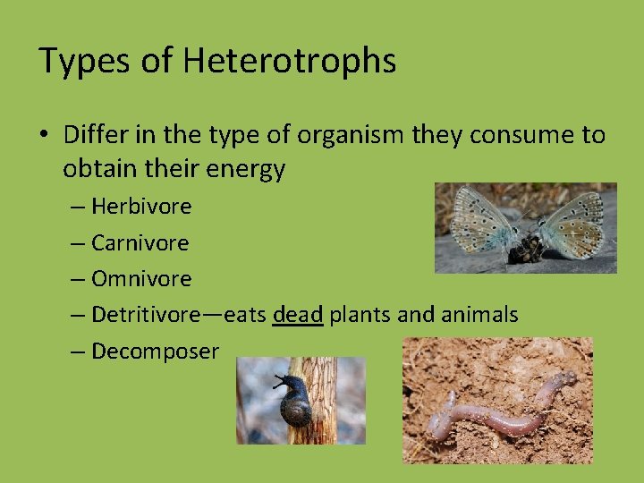 Types of Heterotrophs • Differ in the type of organism they consume to obtain