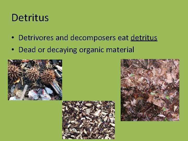 Detritus • Detrivores and decomposers eat detritus • Dead or decaying organic material 