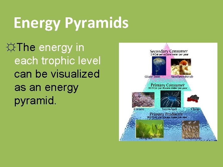 Energy Pyramids ☼The energy in each trophic level can be visualized as an energy
