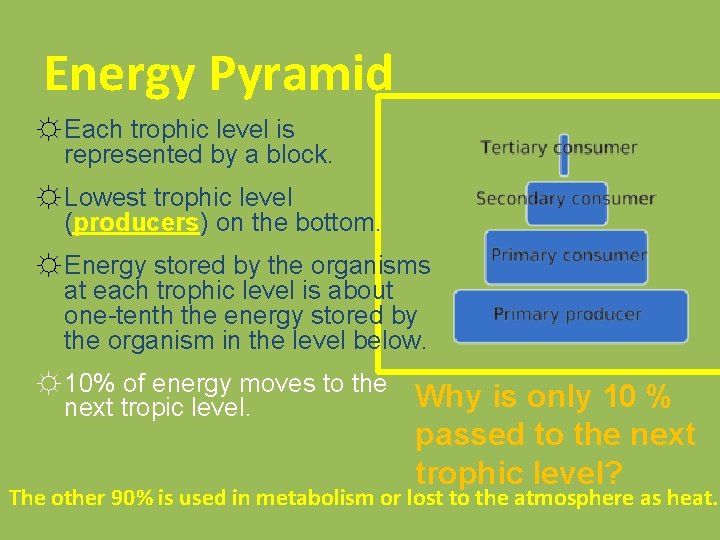 Energy Pyramid ☼ Each trophic level is represented by a block. ☼ Lowest trophic