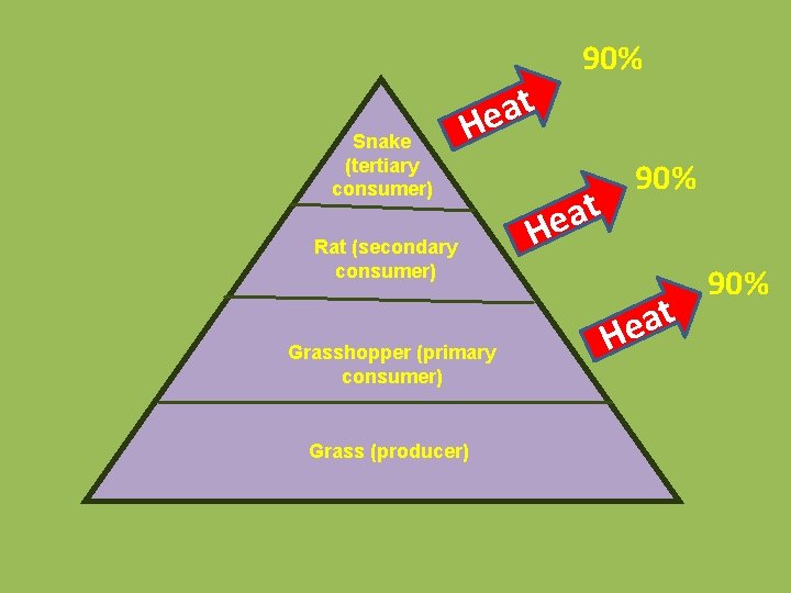 Snake (tertiary consumer) t a He Rat (secondary consumer) Grasshopper (primary consumer) Grass (producer)