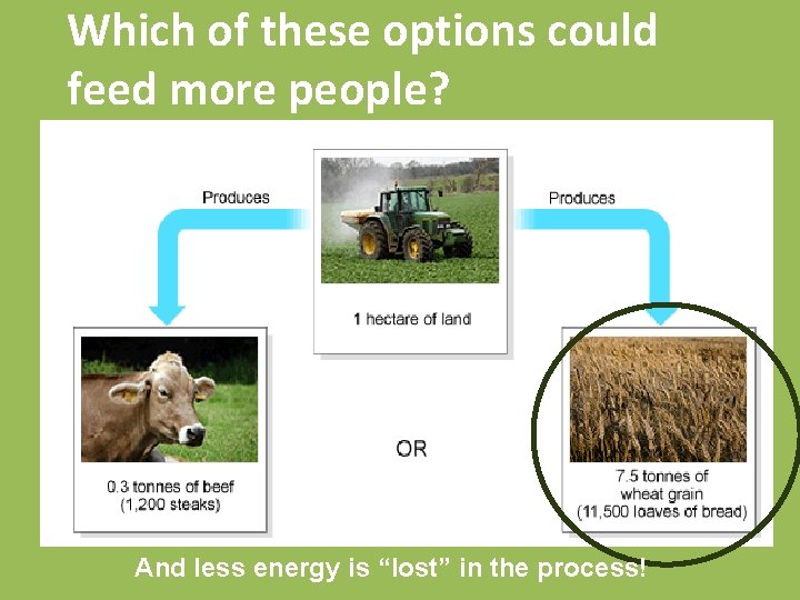 Which of these options could feed more people? And less energy is “lost” in