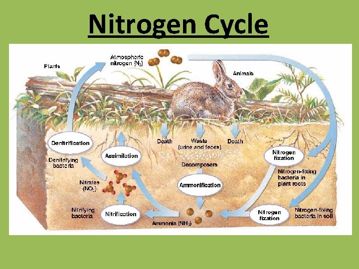 Nitrogen Cycle 