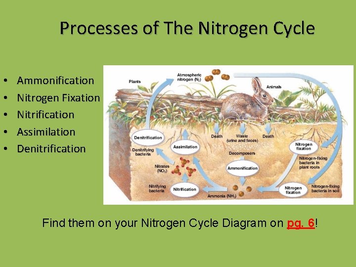 Processes of The Nitrogen Cycle • • • Ammonification Nitrogen Fixation Nitrification Assimilation Denitrification