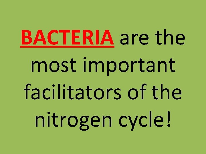 BACTERIA are the most important facilitators of the nitrogen cycle! 