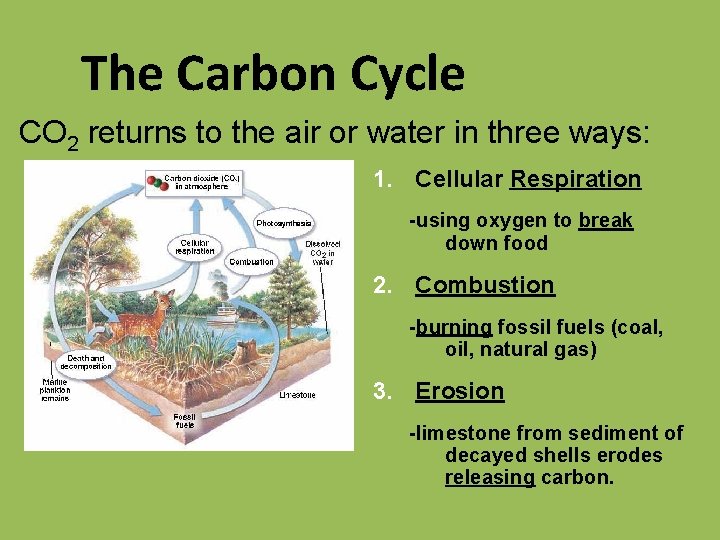 The Carbon Cycle CO 2 returns to the air or water in three ways: