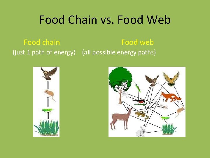 Food Chain vs. Food Web Food chain Food web (just 1 path of energy)