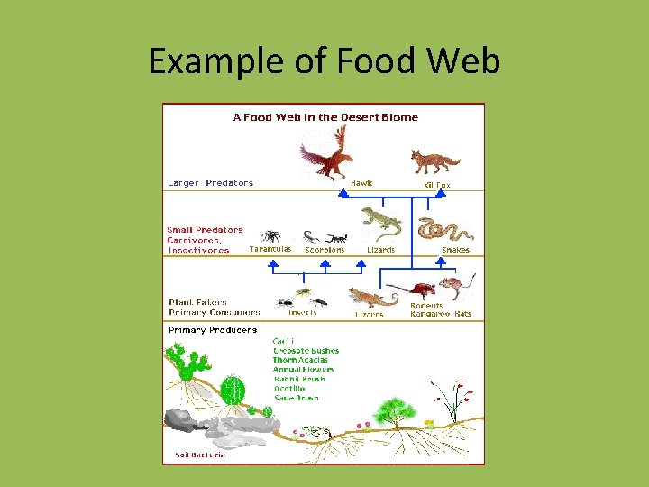 Example of Food Web 