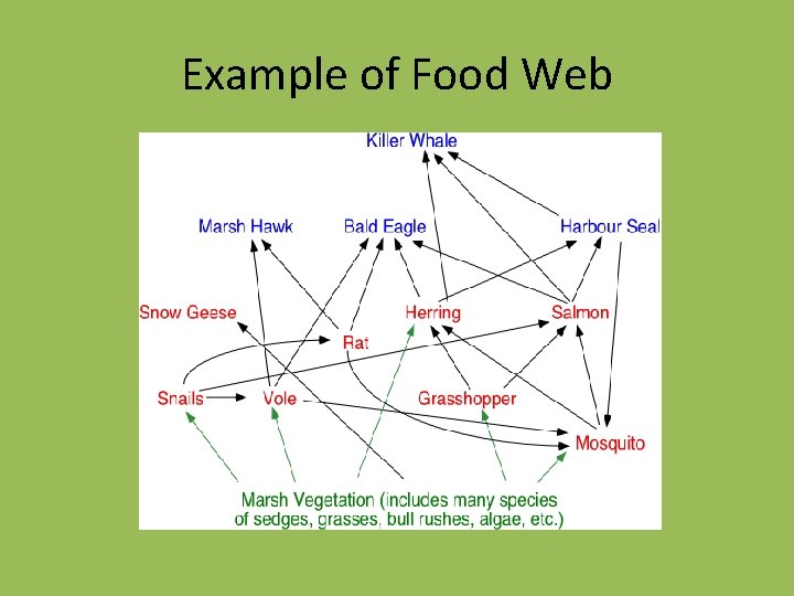 Example of Food Web 