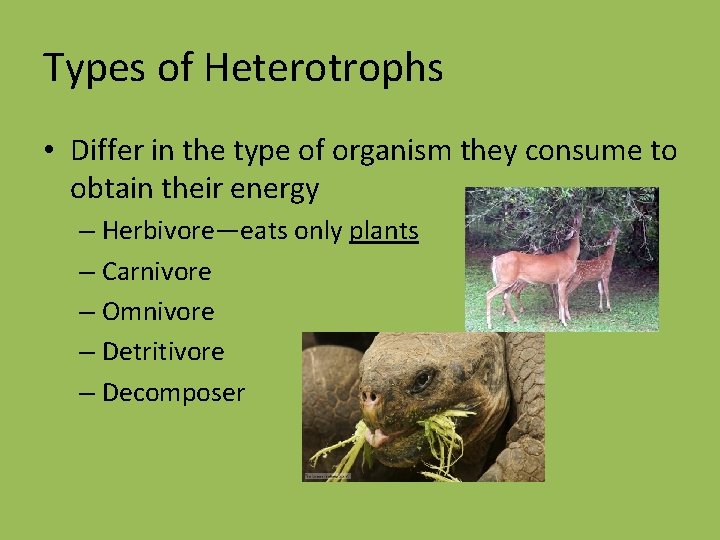 Types of Heterotrophs • Differ in the type of organism they consume to obtain