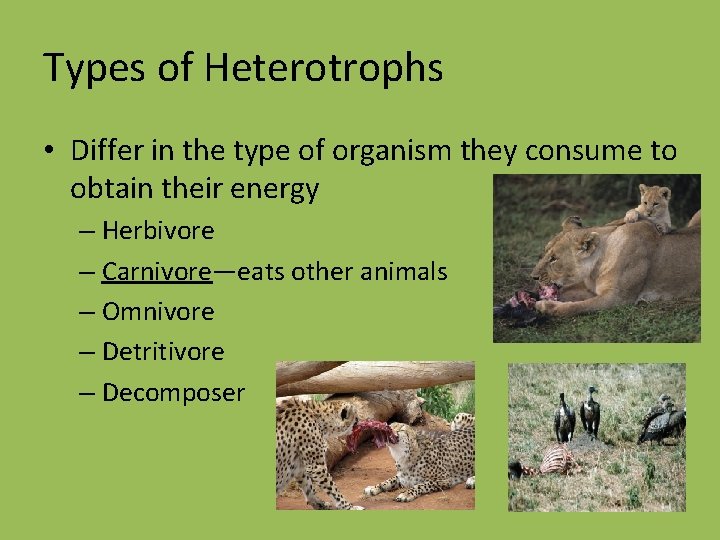Types of Heterotrophs • Differ in the type of organism they consume to obtain