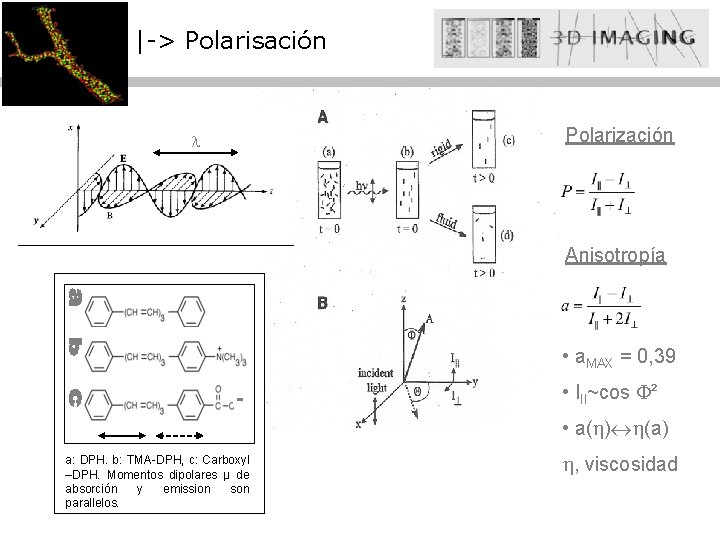 |-> Polarisación Polarización Anisotropía • a. MAX = 0, 39 • III~cos ² •