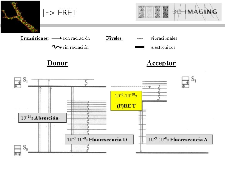 |-> FRET Transiciones: con radiación sin radiación Donor Niveles: ---- vibracionales electrónicos Acceptor 