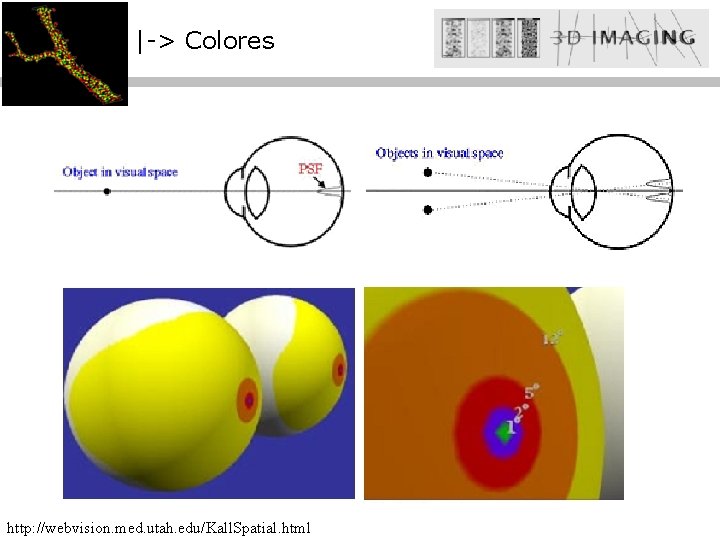 |-> Colores http: //webvision. med. utah. edu/Kall. Spatial. html 
