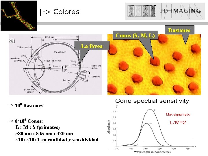 |-> Colores Conos (S, M, L) La fóvea -> 108 Bastones -> 6· 106