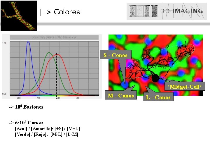 |-> Colores S - Conos ‘Midget-Cell‘ M - Conos -> 108 Bastones -> 6·