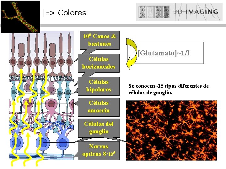 |-> Colores 108 Conos & bastones Células horizontales Células bipolares Células amacrin Celulas Células