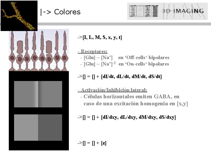 |-> Colores ->[I, L, M, S, x, y, t] - Receptores: - [Glu] ~