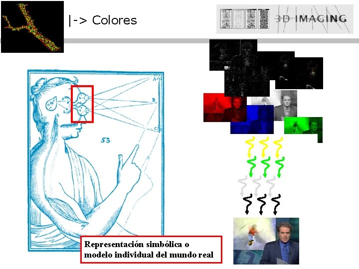 |-> Colores Representación simbólica o modelo individual del mundo real 