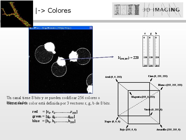 |-> Colores I(290, 267) = 220 r g 0 : : : 220 :