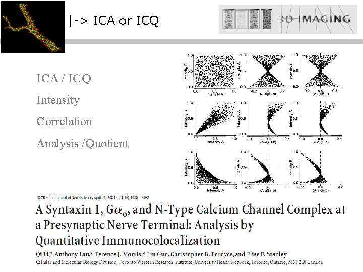 |-> ICA or ICQ ICA / ICQ Intensity Correlation Analysis /Quotient 