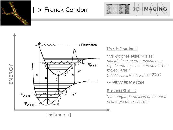 |-> Franck Condon Frank Condon : ENERGY ‘Transiciones entre niveles electrónicos ocurren mucho mas