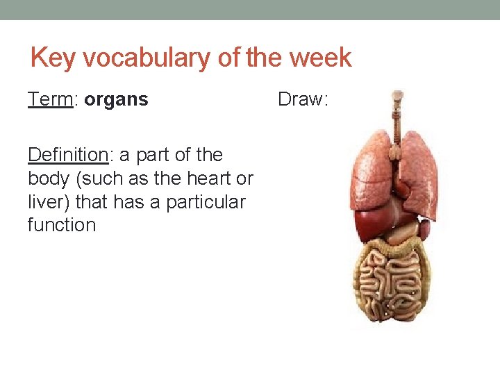 Key vocabulary of the week Term: organs Definition: a part of the body (such