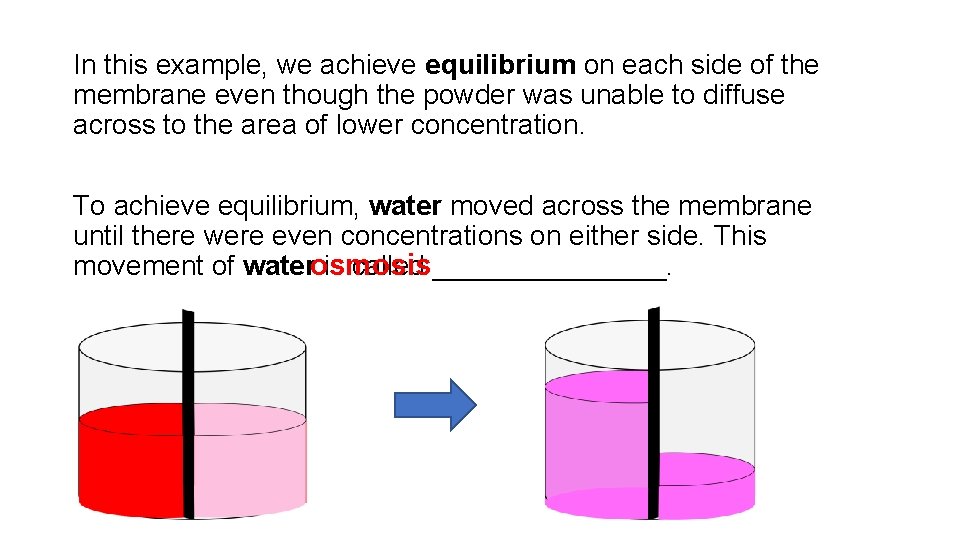 In this example, we achieve equilibrium on each side of the membrane even though