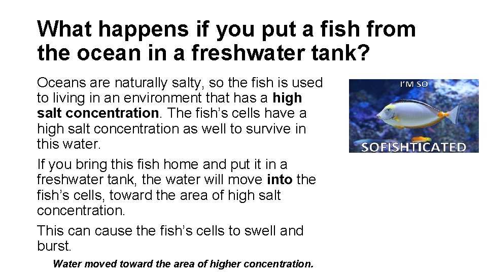 What happens if you put a fish from the ocean in a freshwater tank?