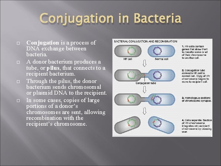 Conjugation in Bacteria Conjugation is a process of DNA exchange between bacteria. A donor
