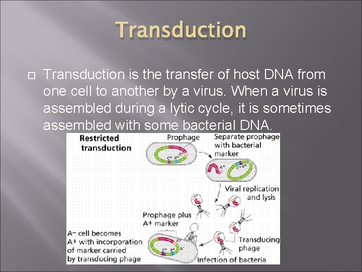 Transduction is the transfer of host DNA from one cell to another by a