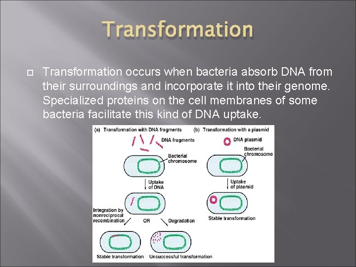 Transformation occurs when bacteria absorb DNA from their surroundings and incorporate it into their