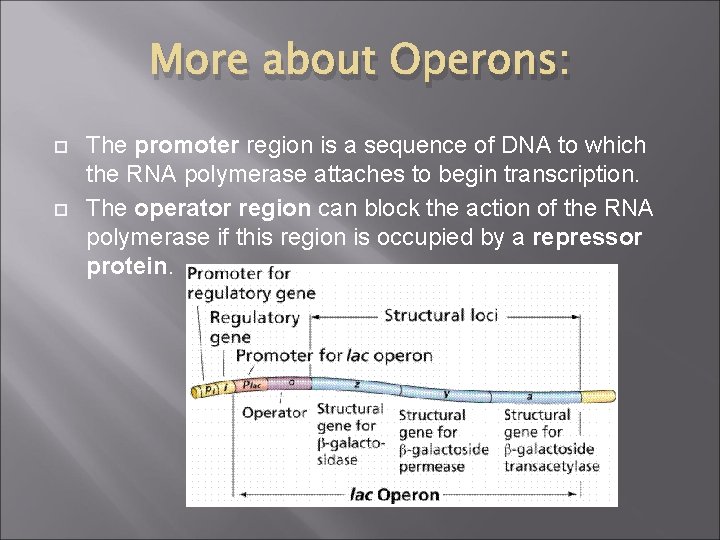 More about Operons: The promoter region is a sequence of DNA to which the