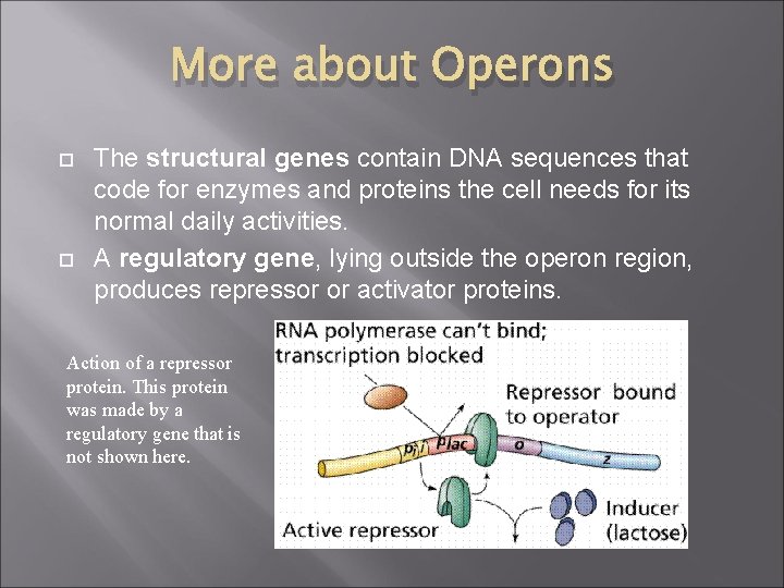 More about Operons The structural genes contain DNA sequences that code for enzymes and