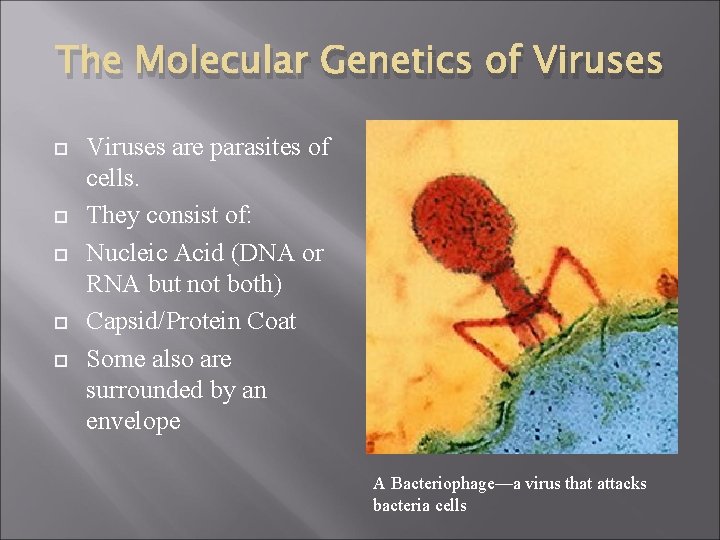 The Molecular Genetics of Viruses are parasites of cells. They consist of: Nucleic Acid