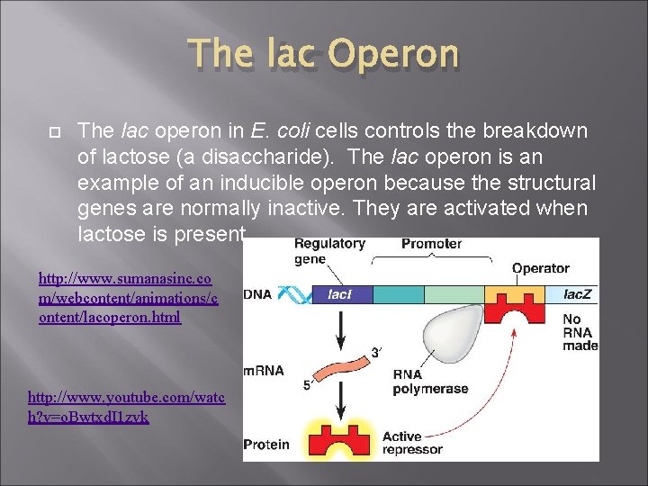 The lac Operon The lac operon in E. coli cells controls the breakdown of