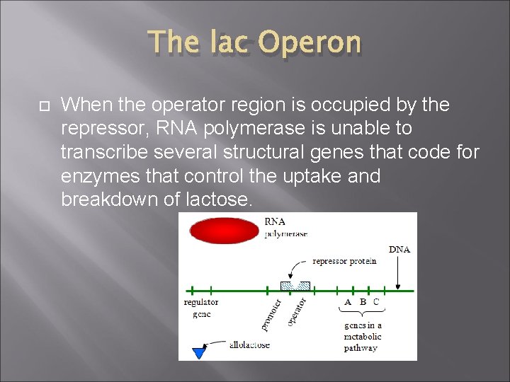 The lac Operon When the operator region is occupied by the repressor, RNA polymerase